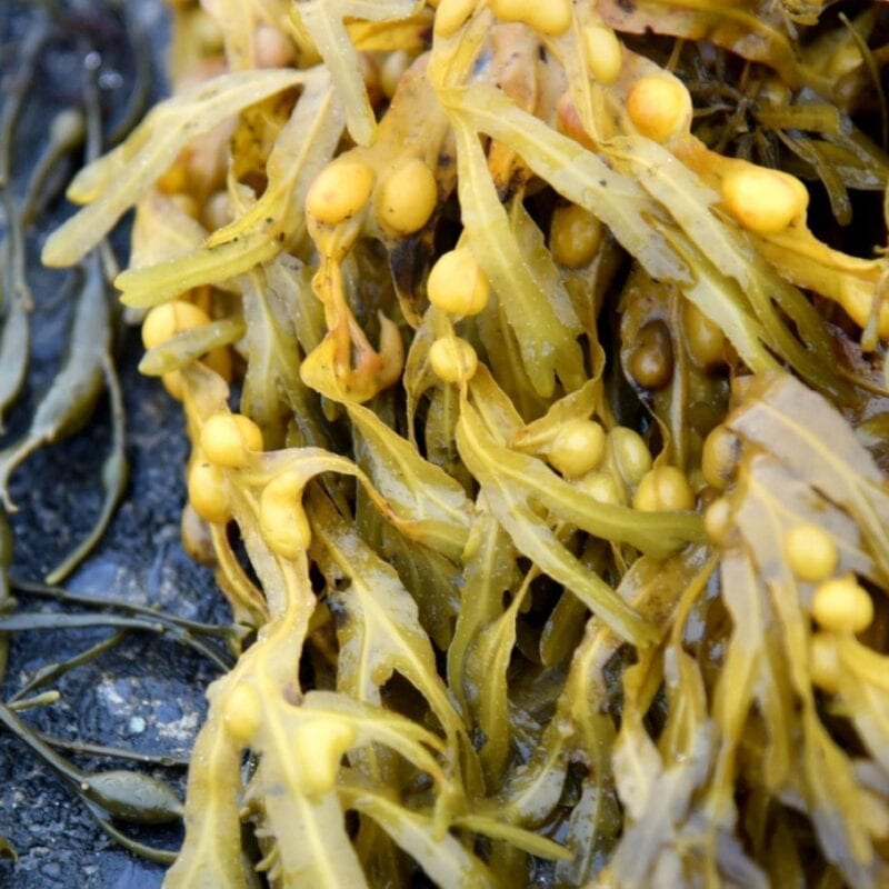 Frisk tang fra havet til tangfrit